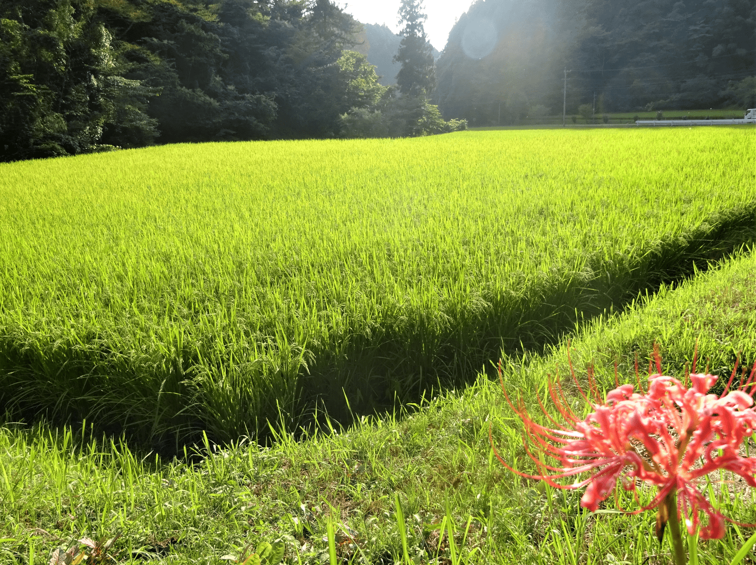 どうして農村の景観を守る必要があるの？ たかが景色でしょ
