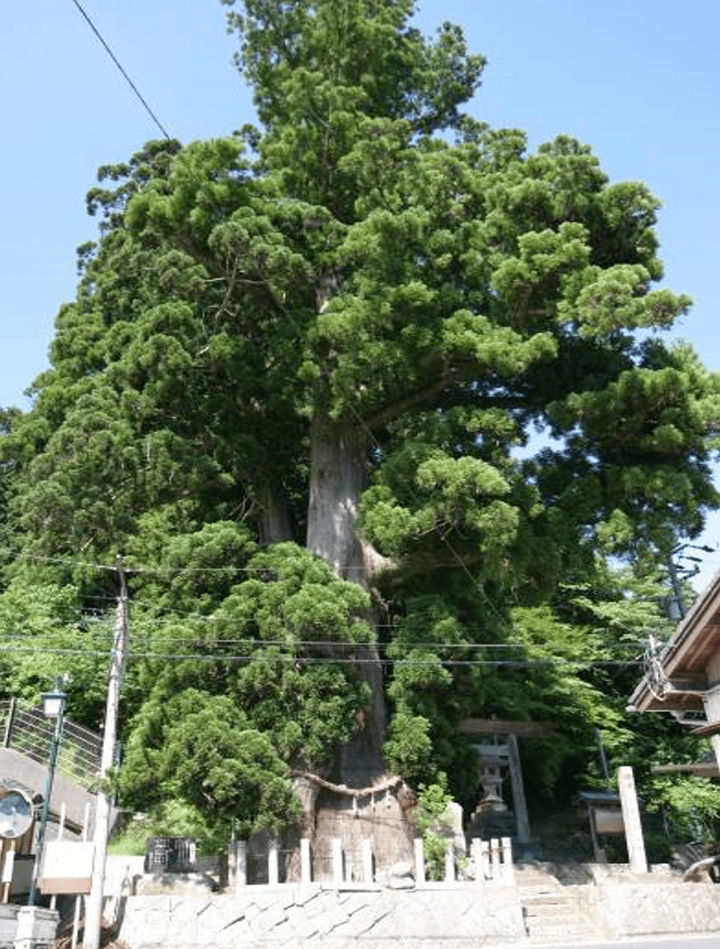 貞観杉のつぶやき しきしまの家